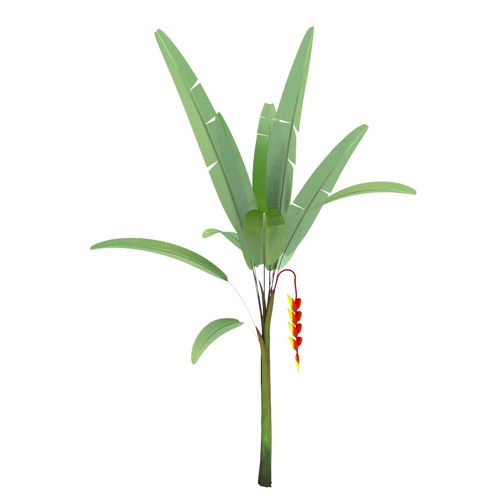 Heliconia preview image 1